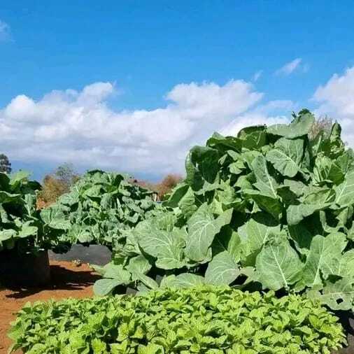 Demo  plot showing Agroecology learning center
